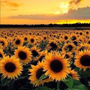 Meet your Posher, Rainee